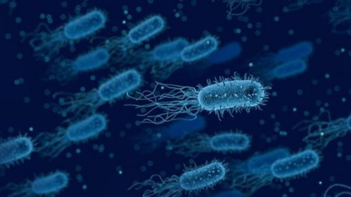 Centro Europeu alerta para aumento de incidência de bactérias multirresistentes