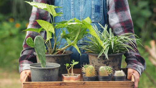 REPORTAGEM: Jardins de Plantas Doadas devolvem beleza a canteiros vazios de Lisboa