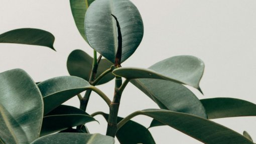 REPORTAGEM: Jardins de Plantas Doadas devolvem beleza a canteiros vazios de Lisboa