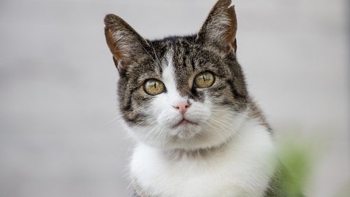 Animais retirados de associação em Sintra após denúncias de negligência