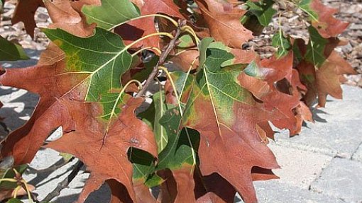 Recolhidas 73 amostras positivas da bactéria &quot;Xylella fastidiosa&quot; em Marvão e Portalegre