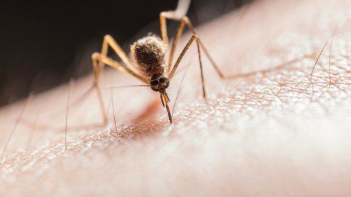 Madeira sinalizou em janeiro dois casos de dengue em residentes