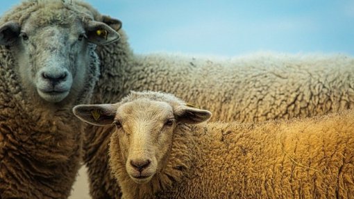 Agricultores exigem ao Governo estratégia eficaz de combate à língua azul