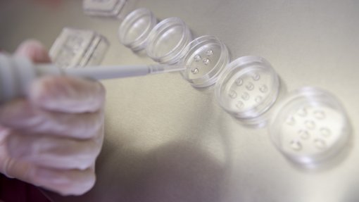 Investigadores da FMUP testam fármaco promissor no tratamento da infertilidade