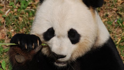 Molécula do bambu contribui para o vegetarianismo dos pandas gigantes - Estudo
