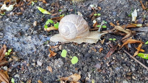 Caracol maçã proibido de entrar em Portugal – DGAV
