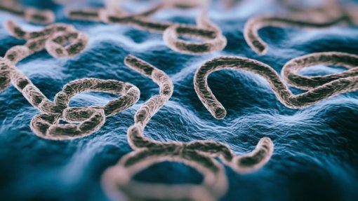 Antiviral oral previne morte pelo vírus Ébola em macacos infetados – Estudo