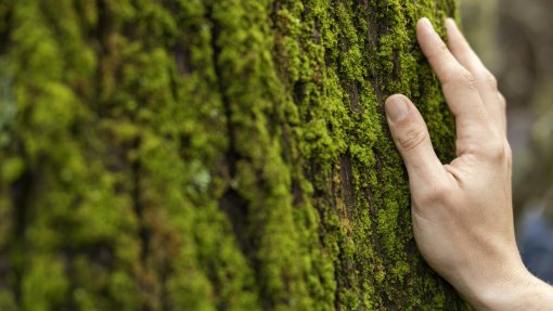 Agência de Proteção do Ambiente dos EUA quer cortar serviços e despedir