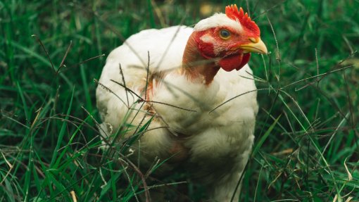 Aluguer de galinhas é tendência crescente nos EUA devido à subida do preço dos ovos