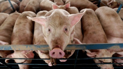 Fígado de porco geneticamente modificado transplantado com sucesso para paciente humano