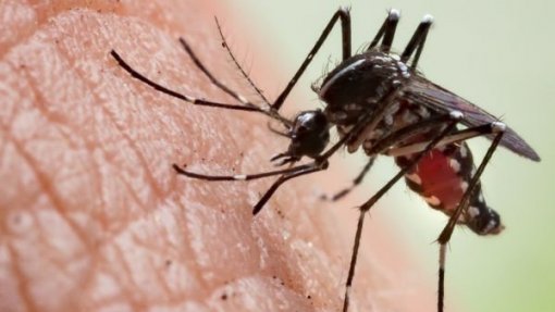 Ilha da Reunião: Quase 6 mil novos casos de chikungunya numa semana