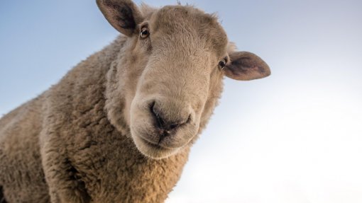 REPORTAGEM: Preço do borrego dispara nas vésperas da Páscoa por culpa da língua azul
