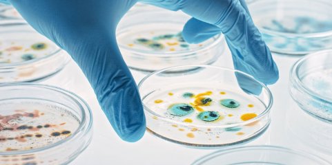 Teste rápido para detetar bactérias e resistência a antibióticos em desenvolvimento em Portugal