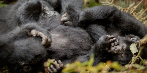 Chimpanzés selvagens são filmados na Guiné-Bissau a partilhar fruta com álcool