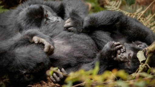 Chimpanzés selvagens são filmados na Guiné-Bissau a partilhar fruta com álcool