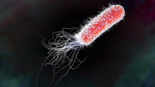 Evolução da bactéria E. coli é condicionada pelo sistema imunitário - estudo