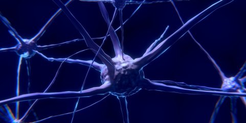 Universidade de Coimbra vai estudar o desenvolvimento do cérebro dos bebés