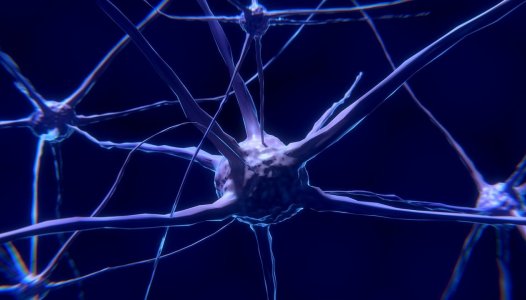 Universidade de Coimbra vai estudar o desenvolvimento do cérebro dos bebés
