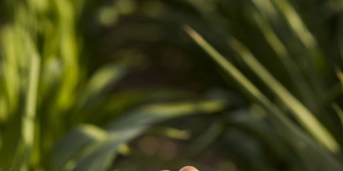 Candidaturas a apoios de 9,9 ME face à língua azul e tempestade Kirk terminam hoje