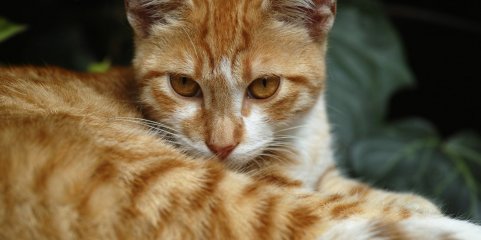 Estudo descobre mutação genética que torna únicos os gatos laranja