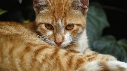 Estudo descobre mutação genética que torna únicos os gatos laranja