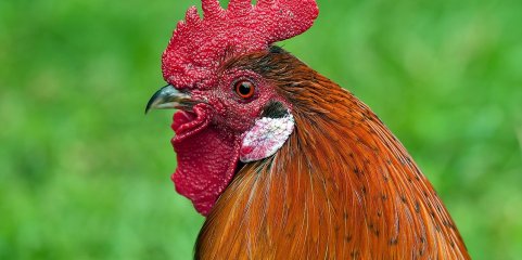 China suspende compra de frango do Brasil após caso de gripe aviária