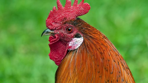 China suspende compra de frango do Brasil após caso de gripe aviária