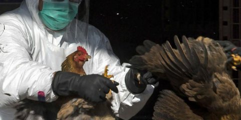 Dezenas de países suspenderam compras de frango ao Brasil devido a gripe aviária