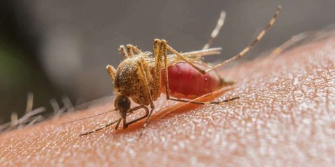 Nova abordagem ao controlo da malária abre a porta a mosquiteiros mais eficazes