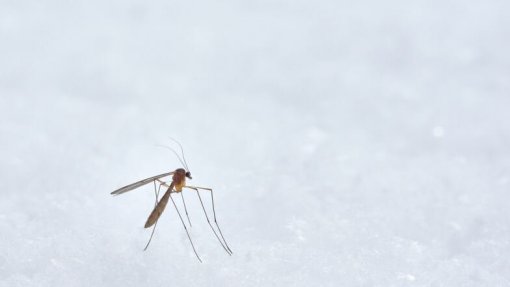 Cabo Verde prepara medidas para prevenir epidemias propagadas por mosquitos
 