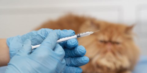 Angola vai começar a produzir vacinas para animais no próximo ano