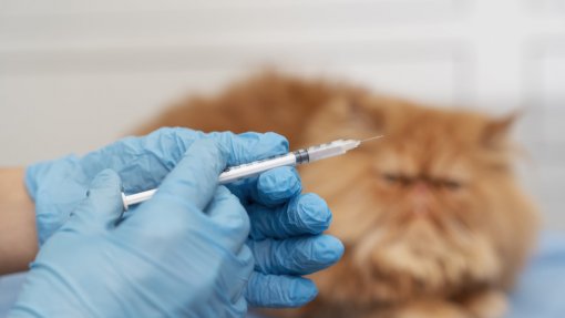 Angola vai começar a produzir vacinas para animais no próximo ano