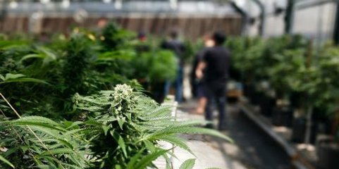 Mais de 700 produtos com substâncias ilegais extraídas da canábis apreendidos em Loulé