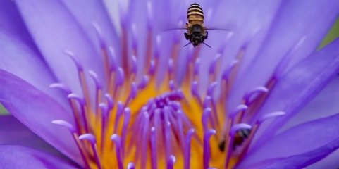 Detetado foco de loque americana em abelhas na ilha das Flores