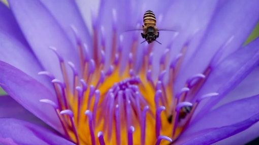 Detetado foco de loque americana em abelhas na ilha das Flores