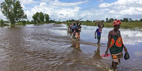 Moçambique precisa de 50 mil doses de vacina para travar surto de febre aftosa