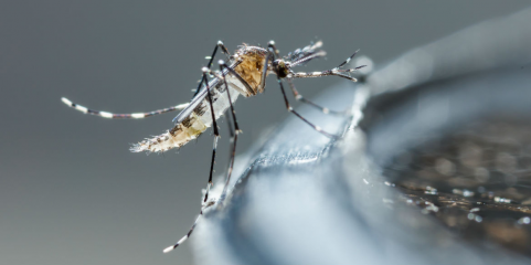 China aplica medidas de combate ao surto do vírus chikungunya após milhares de infeções