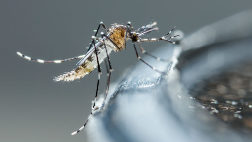 China aplica medidas de combate ao surto do vírus chikungunya após milhares de infeções