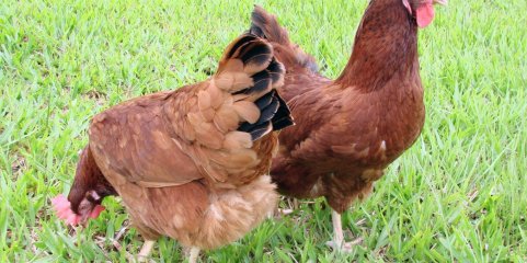 Gripe das aves detetada em Setúbal