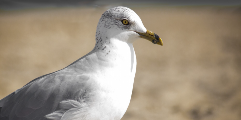 Gripe das aves detetada em ave selvagem na Costa da Caparica