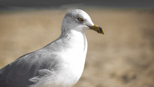 Gripe das aves detetada em ave selvagem na Costa da Caparica