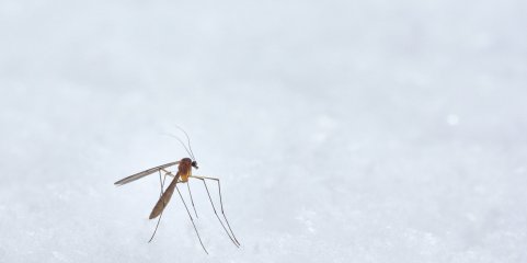 Guangdong regista queda de casos de febre chikungunya após surto em julho
