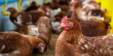 Gripe das aves detetada em Olhão subindo os focos confirmados este ano para 20