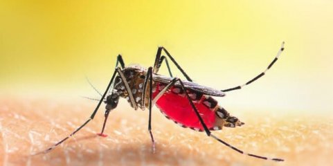 Aumento de doenças transmitidas por mosquitos serão &quot;novo normal&quot; na Europa - ECDC