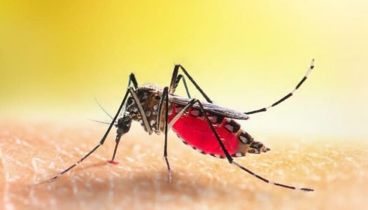 Aumento de doenças transmitidas por mosquitos serão &quot;novo normal&quot; na Europa - ECDC