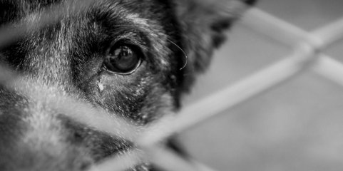 SINTRA: Cão vítima de maus-tratos resgatado