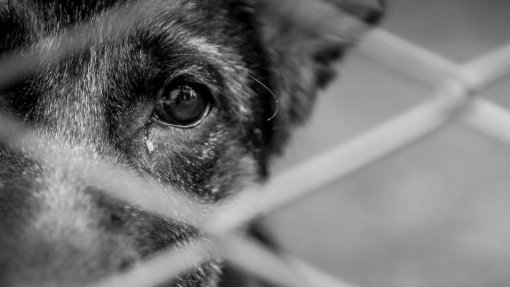 SINTRA: Cão vítima de maus-tratos resgatado