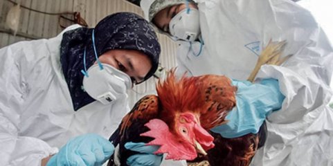 Estado atuou de forma “rapidíssima” no foco de gripe das aves em Santarém – ministro
