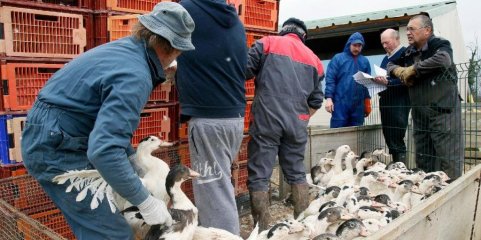 Hong Kong proíbe importação de carne de Benavente após casos de gripe aviária