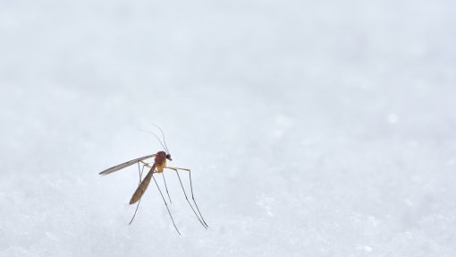 OMS alerta para falhas na prevenção de doenças transmitidas por mosquitos em Cabo Verde